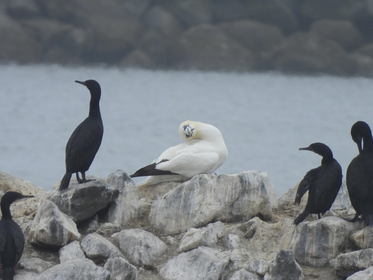 Northern Gannet - ML621734141