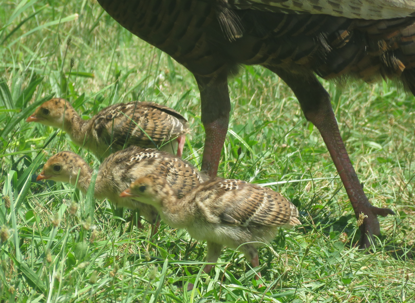 Guajolote Gallipavo - ML621734146