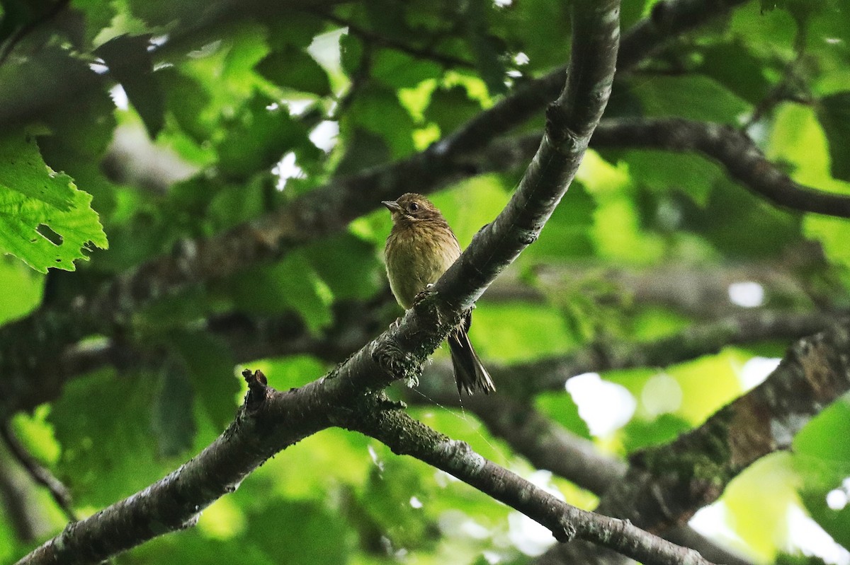 Masked Bunting - ML621734147