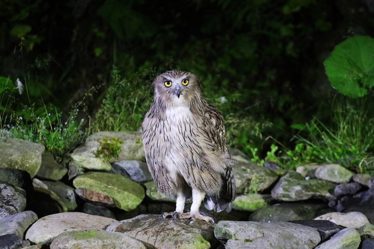 Blakiston's Fish-Owl (blakistoni) - ML621734164