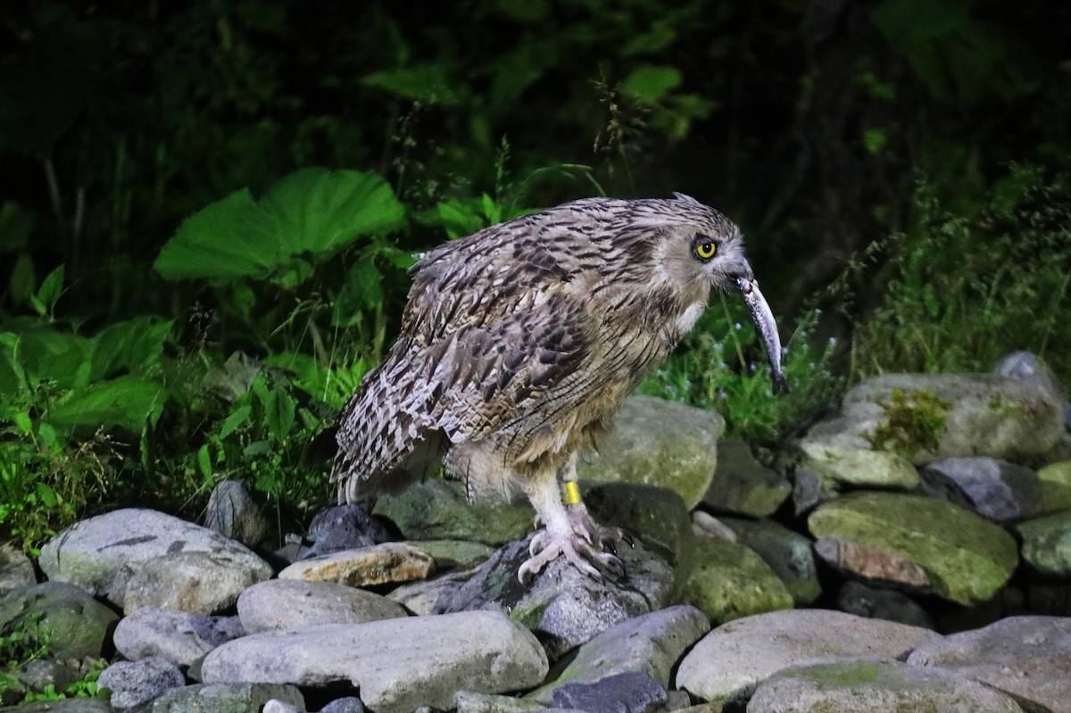 Blakiston's Fish-Owl (blakistoni) - ML621734165