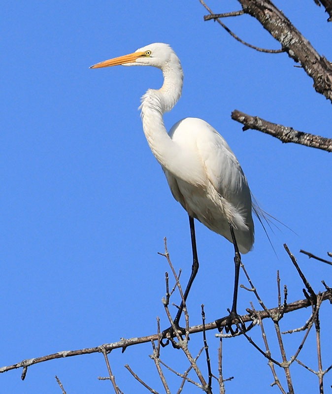 Great Egret - ML621734205