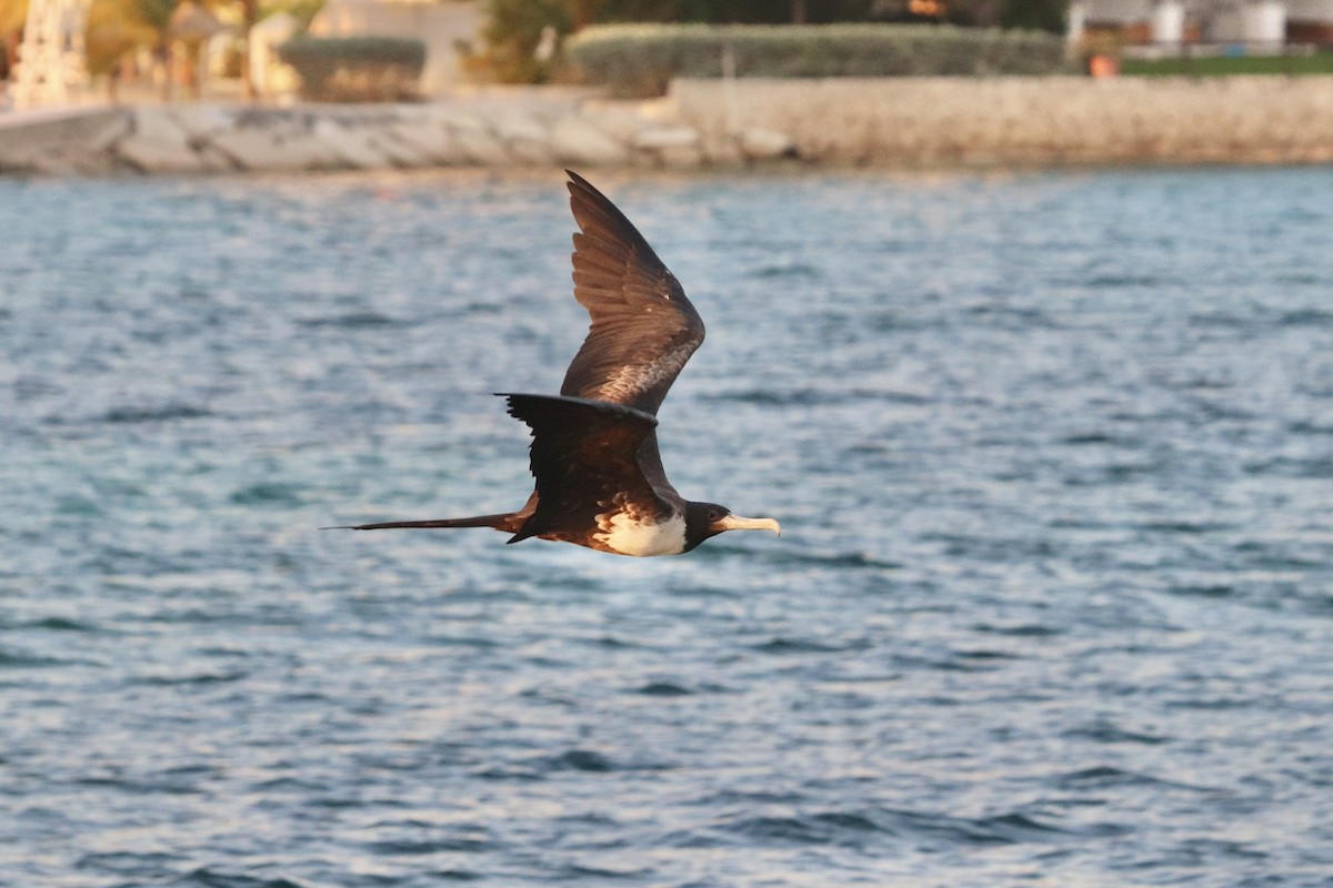 Magnificent Frigatebird - ML621734217