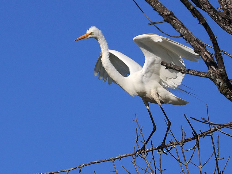 Great Egret - ML621734251