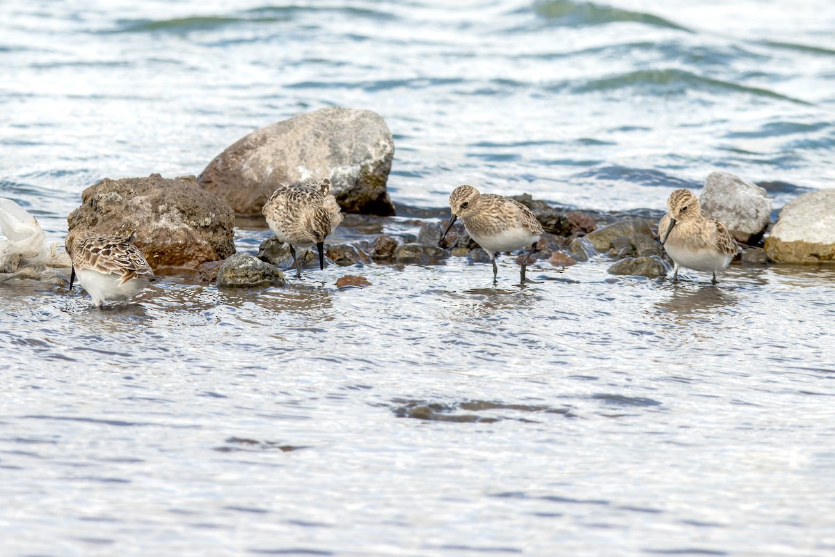 Baird's Sandpiper - ML621734283