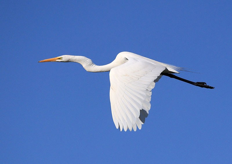 Great Egret - ML621734325