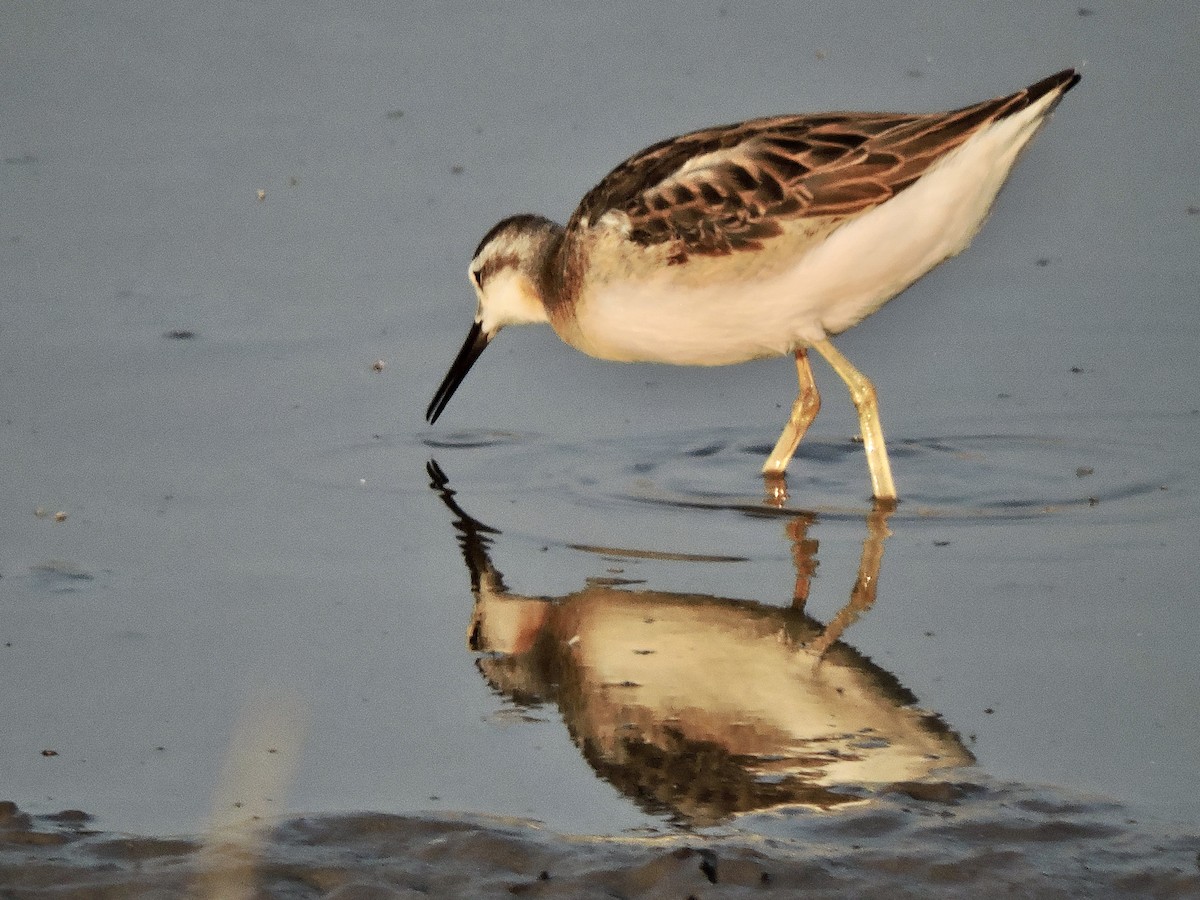 Wilson's Phalarope - ML621734363