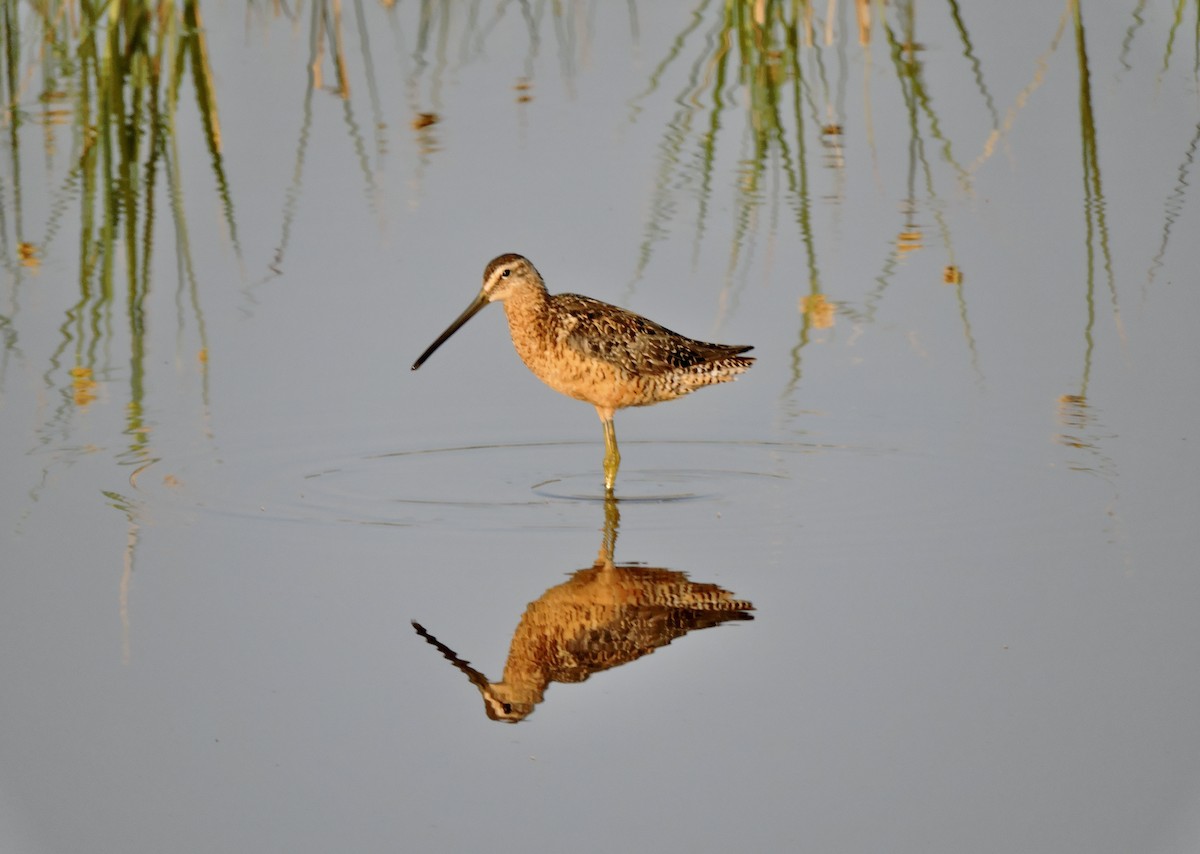 Long-billed Dowitcher - ML621734390