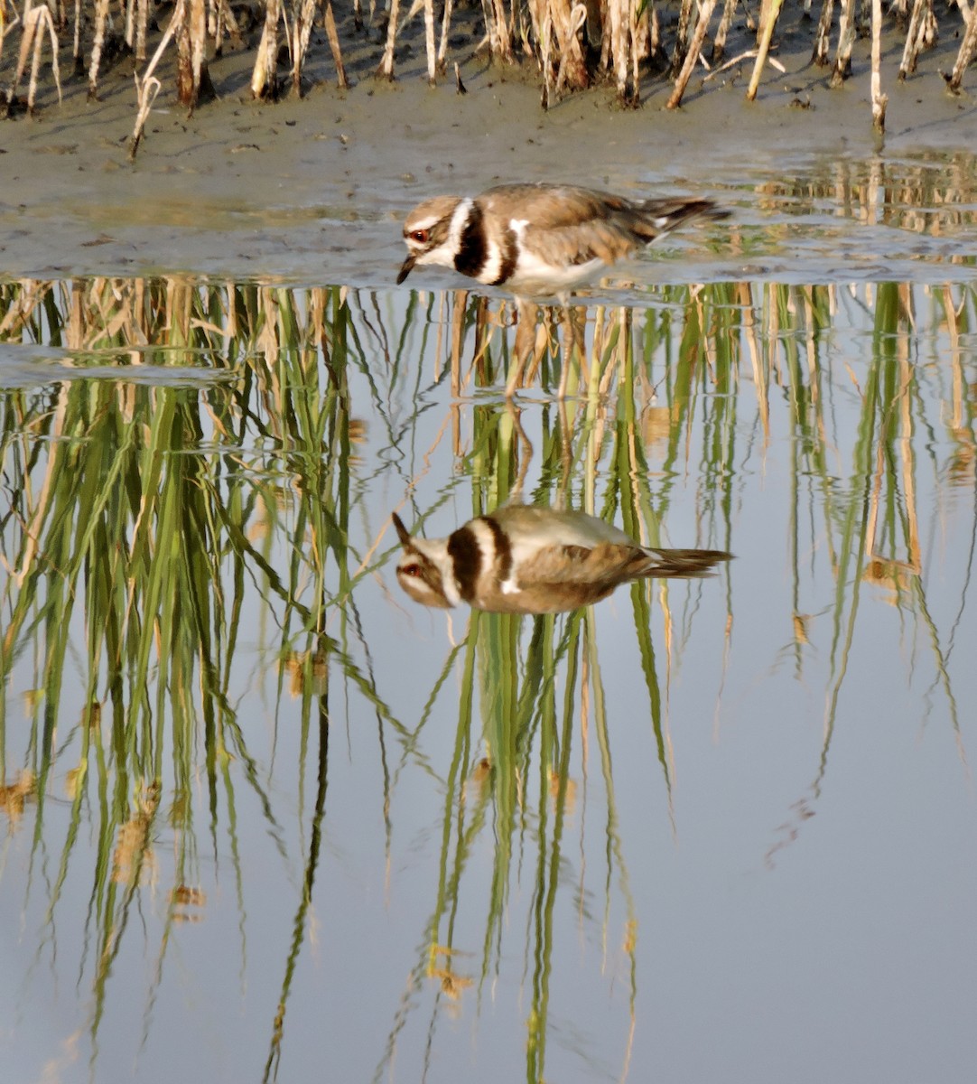 Killdeer - Daniel Casey