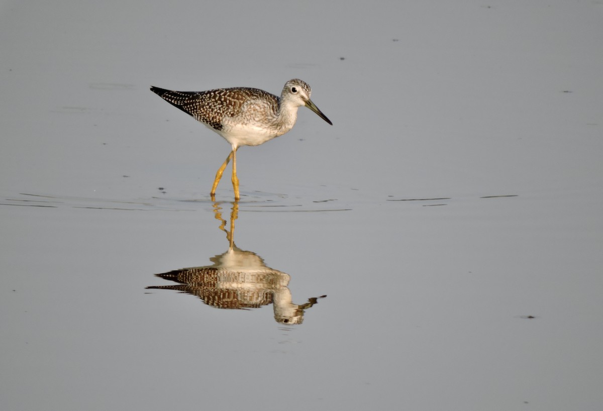 Greater Yellowlegs - ML621734406