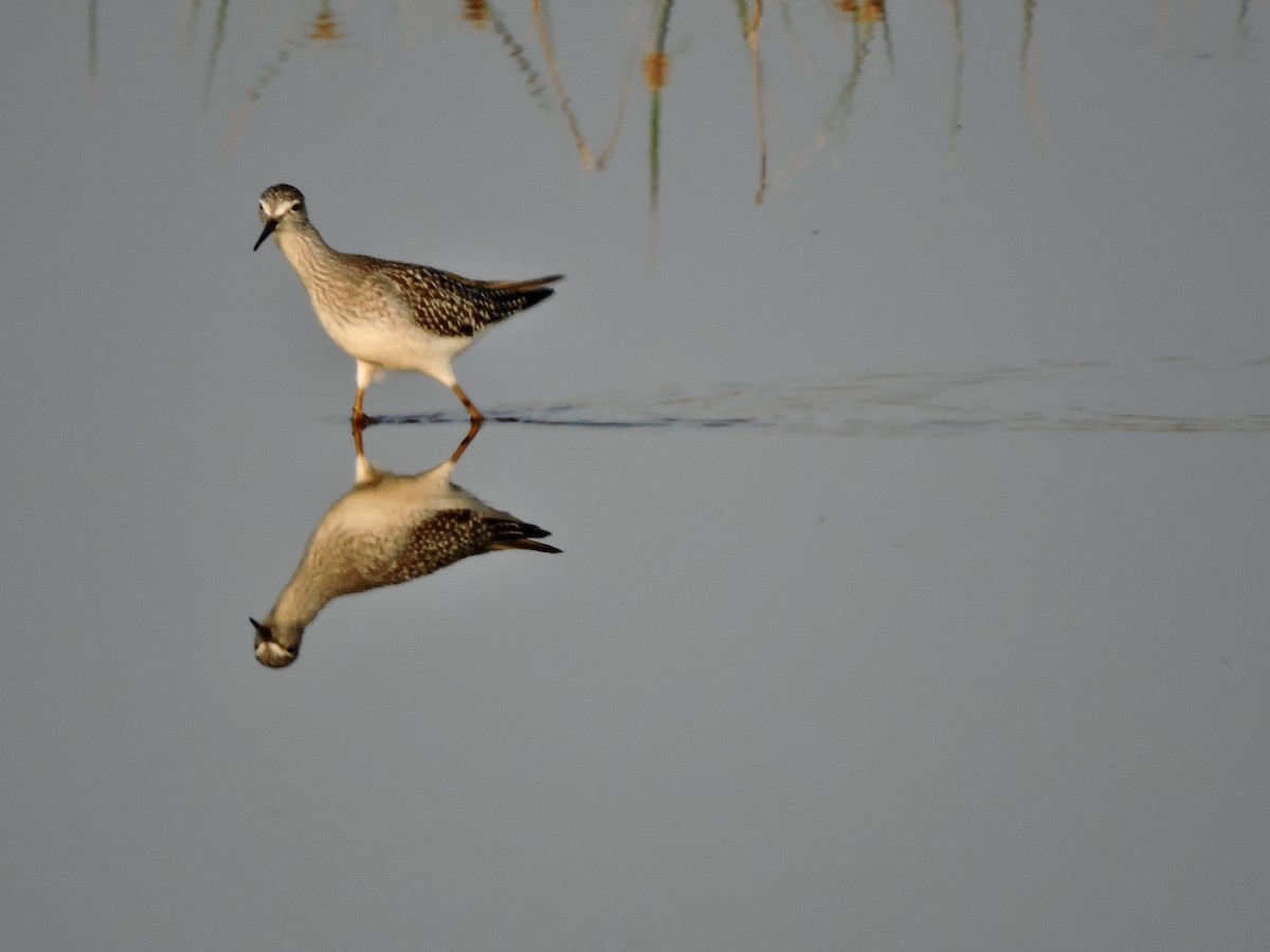 Lesser Yellowlegs - Daniel Casey