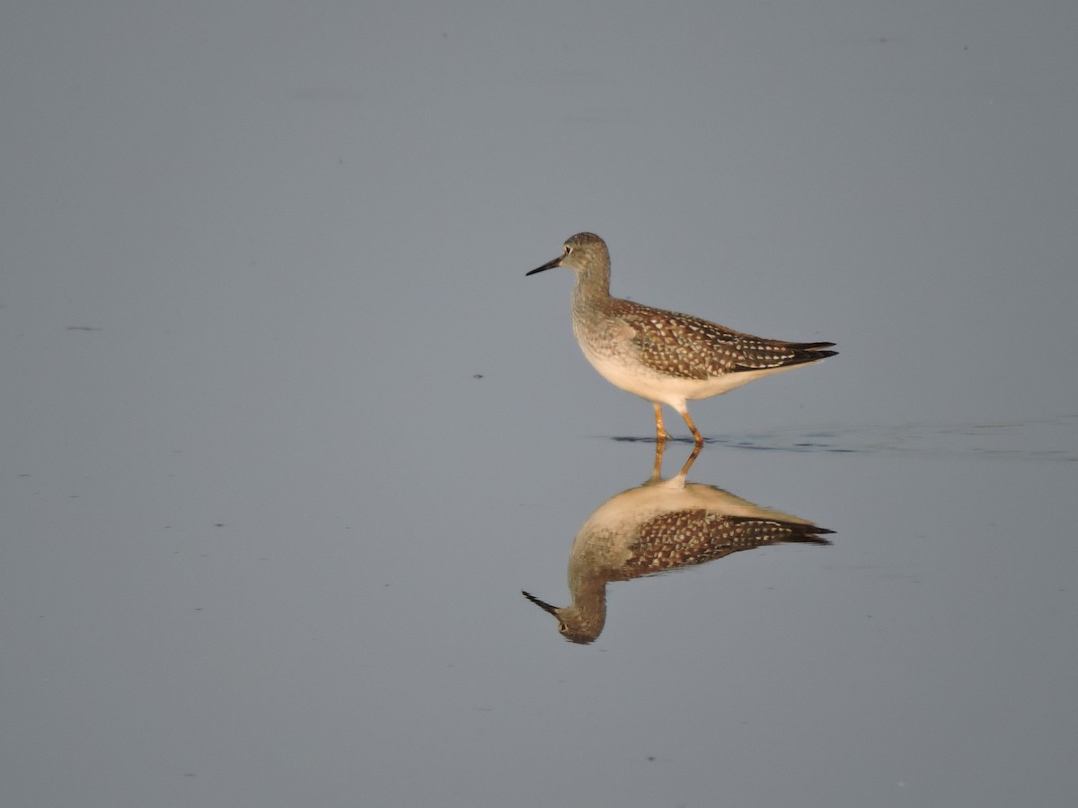 Lesser Yellowlegs - ML621734429