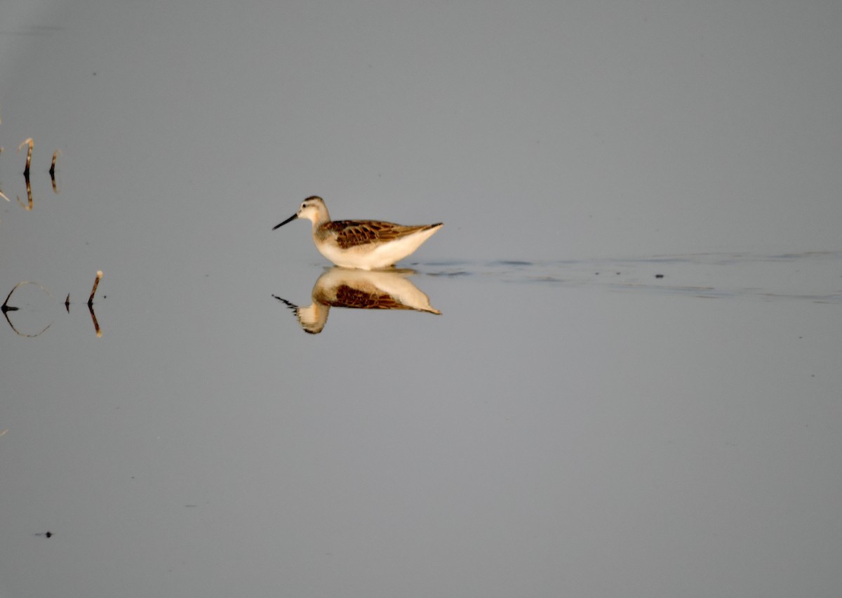 Wilson's Phalarope - ML621734433