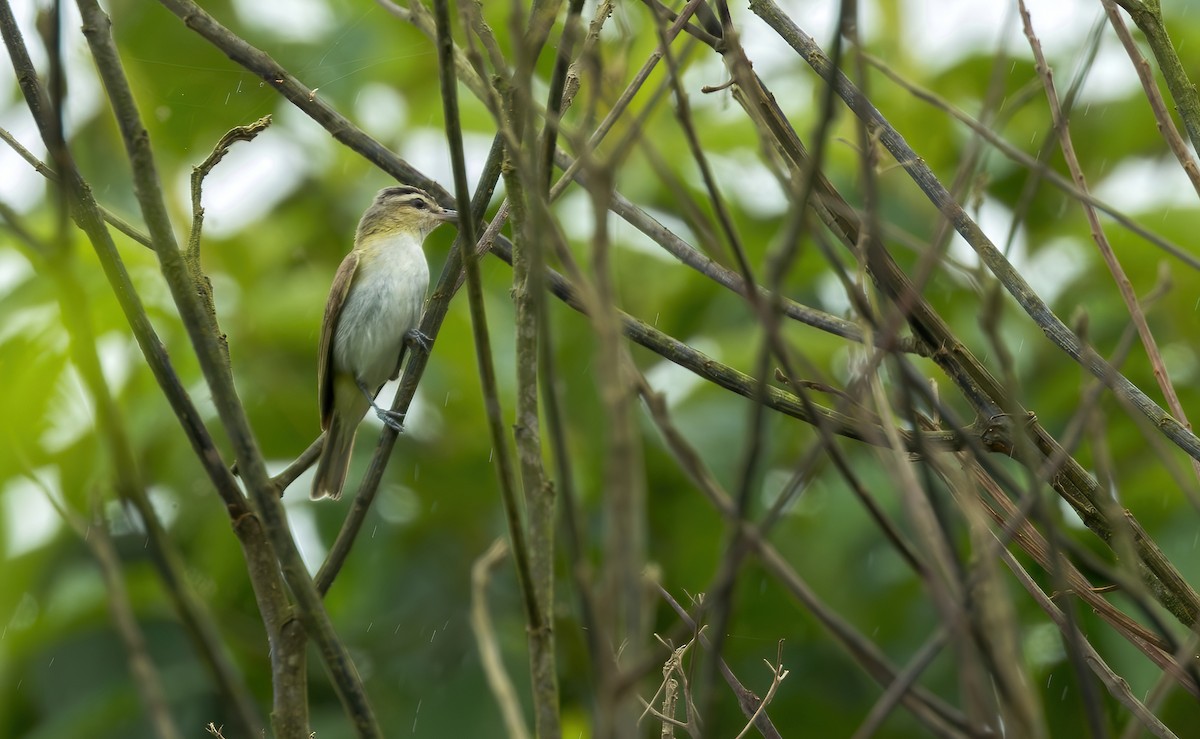 Chivi Vireo (migratory) - ML621734512