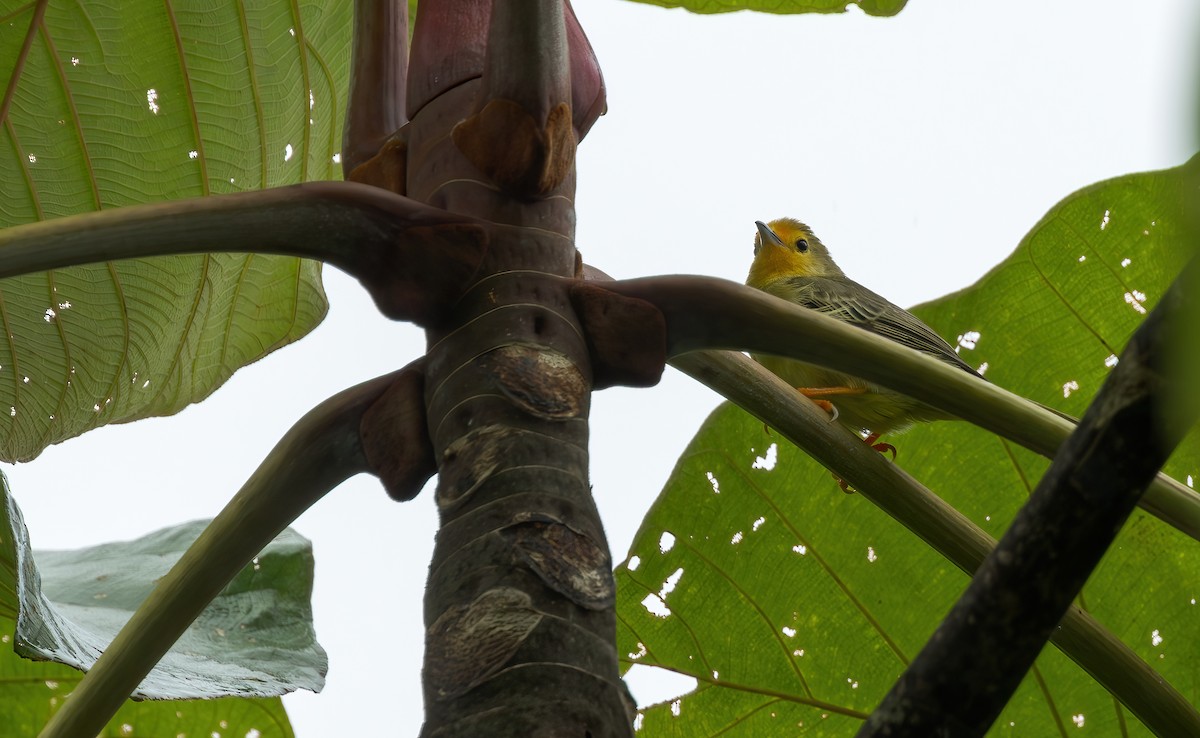 Orange-fronted Plushcrown - ML621734636