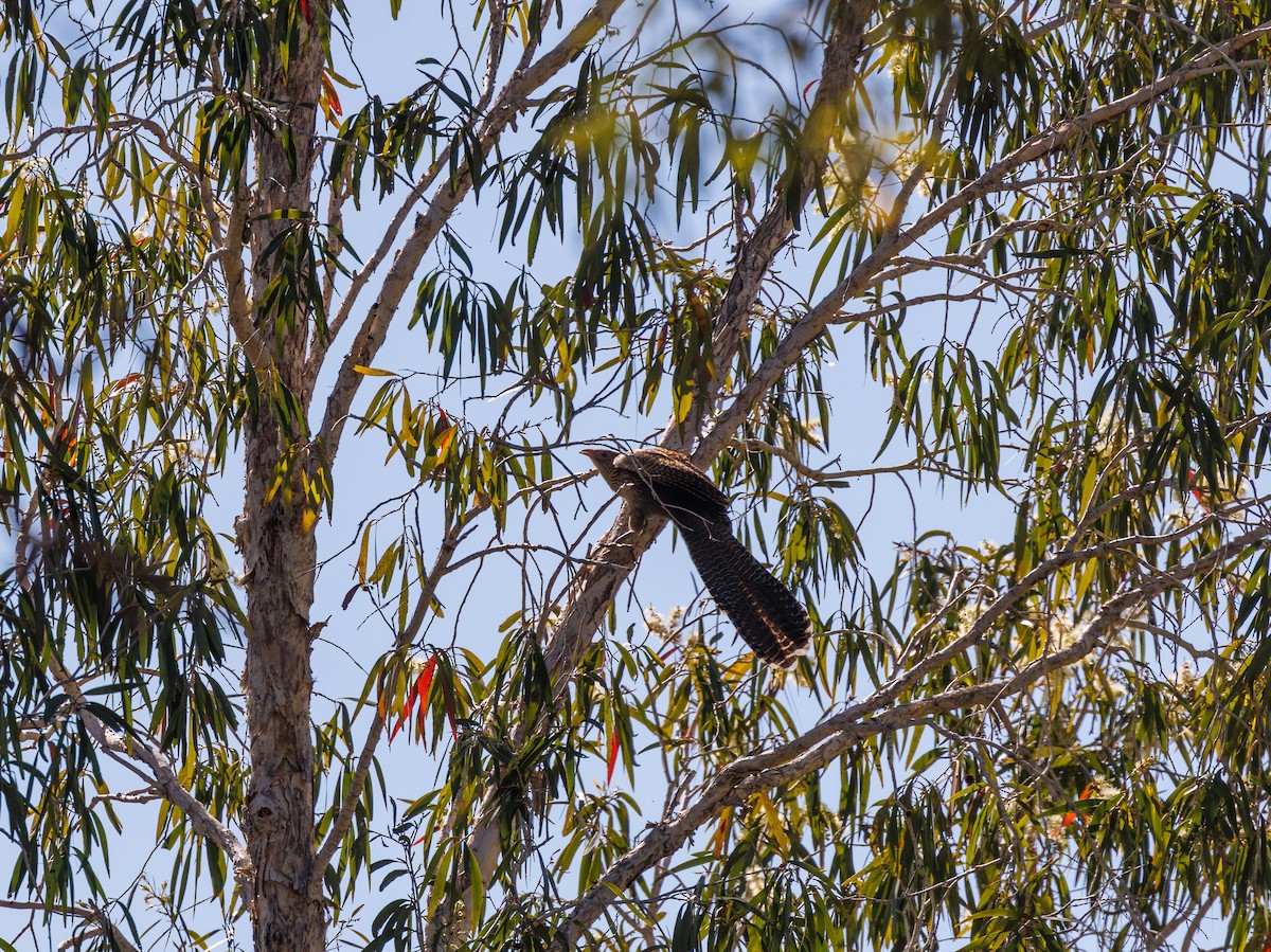 Pheasant Coucal - ML621734641