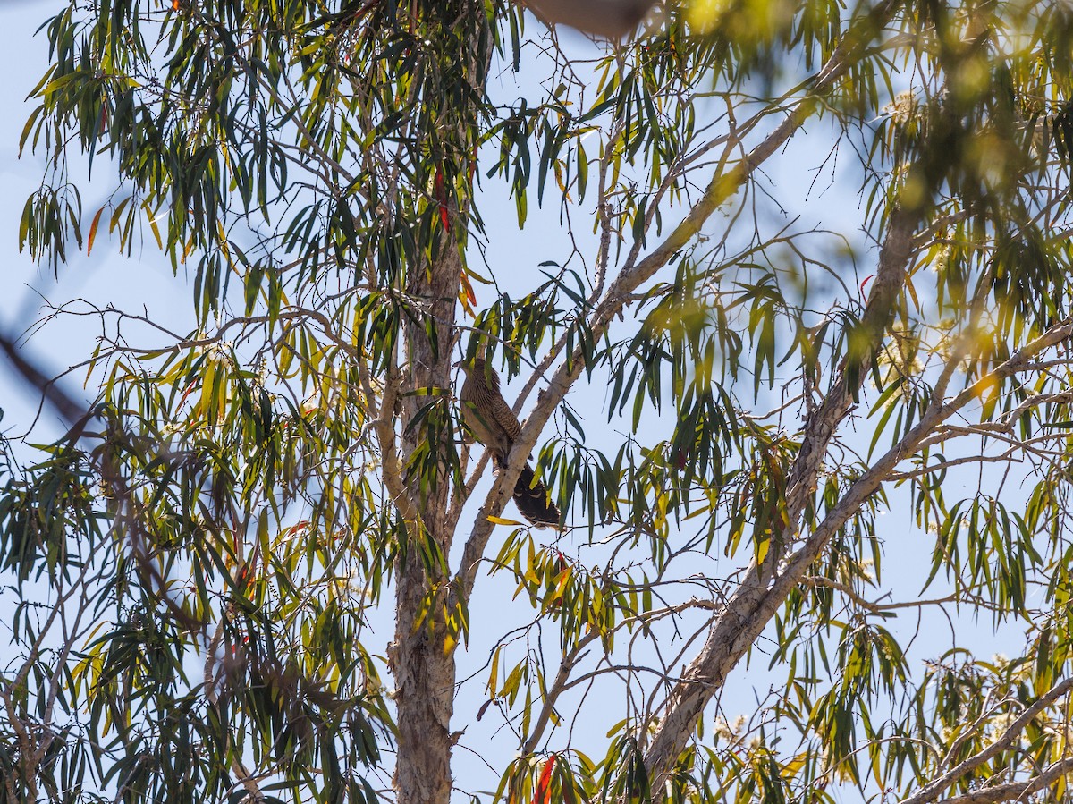 Pheasant Coucal - ML621734642