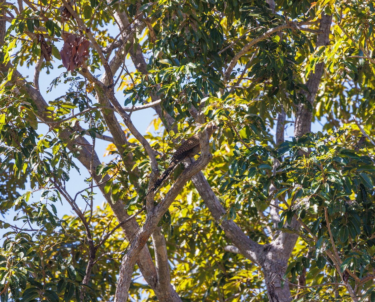 Pheasant Coucal - ML621734644