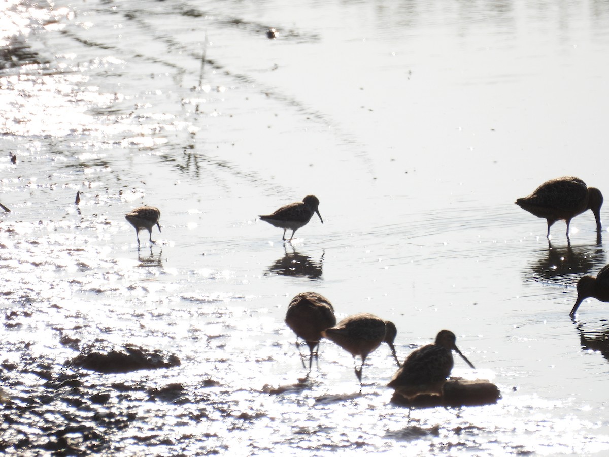 Western Sandpiper - ML621734678