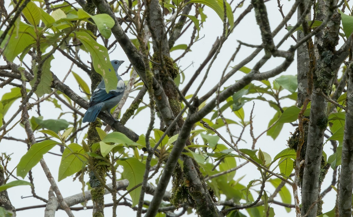 Blue-gray Tanager (White-edged) - ML621734703