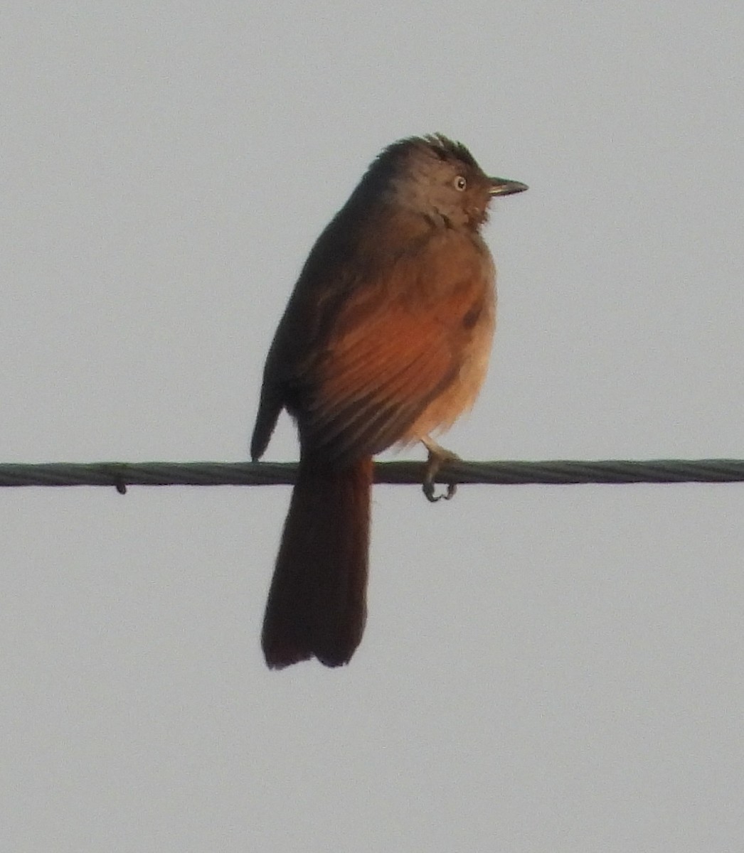 Collared Palm-Thrush - ML621734764