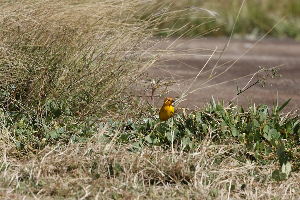 Saffron Finch - ML621734833