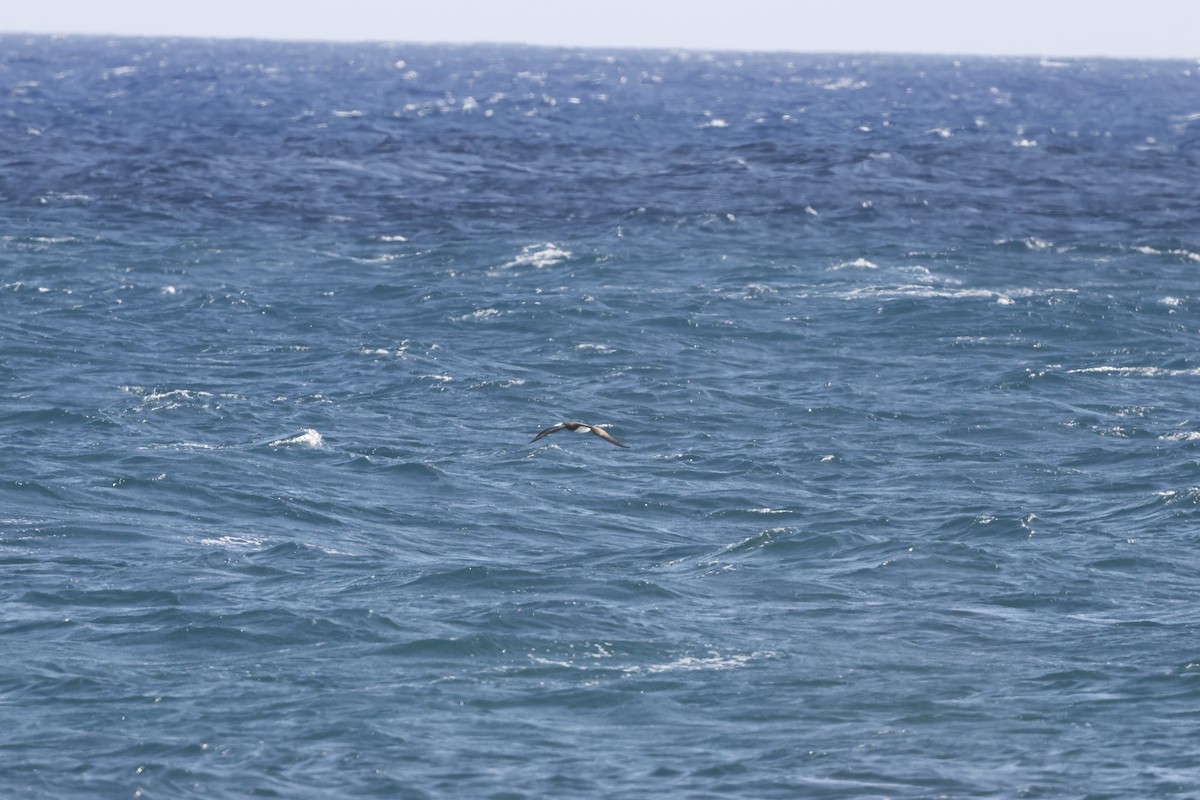 Brown Booby - ML621734837