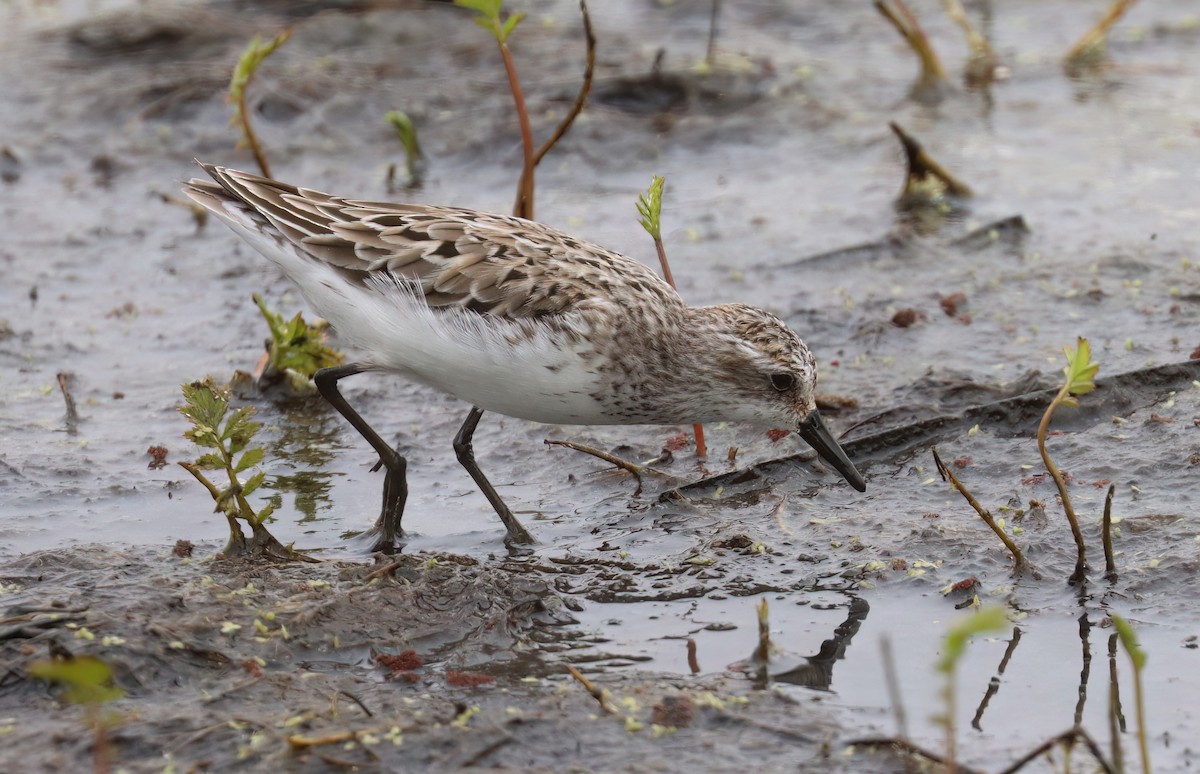 Semipalmated Sandpiper - ML621734868