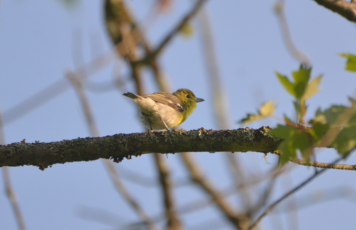 Yellow-throated Vireo - ML621734909