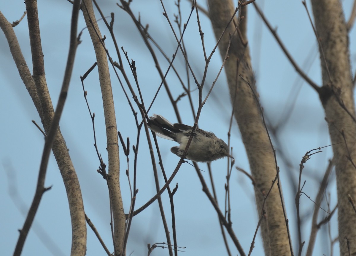 Blue-gray Gnatcatcher - ML621734920