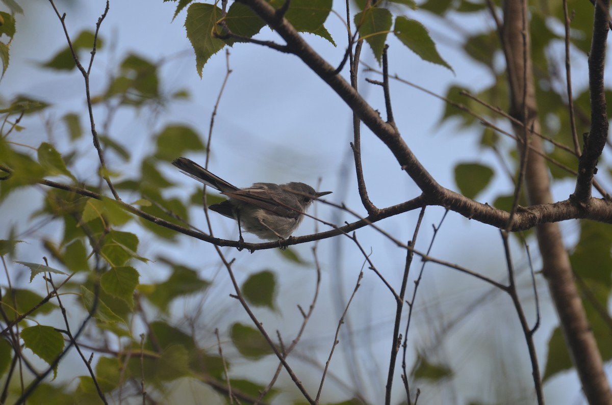 Blue-gray Gnatcatcher - ML621734923