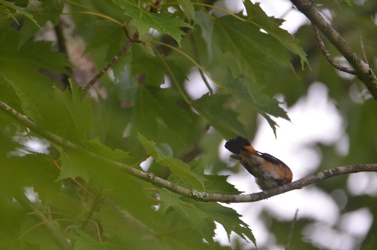 American Redstart - ML621734943