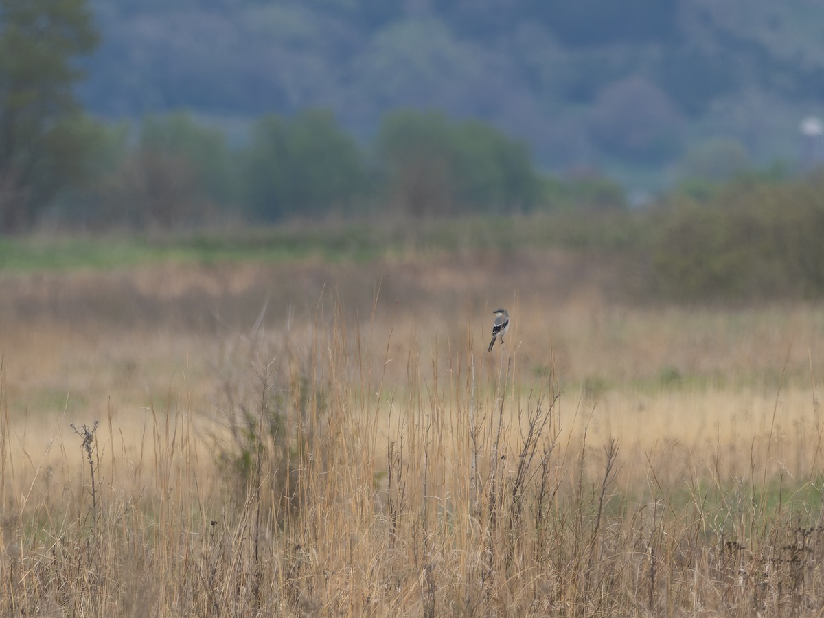 Loggerhead Shrike - ML621734947