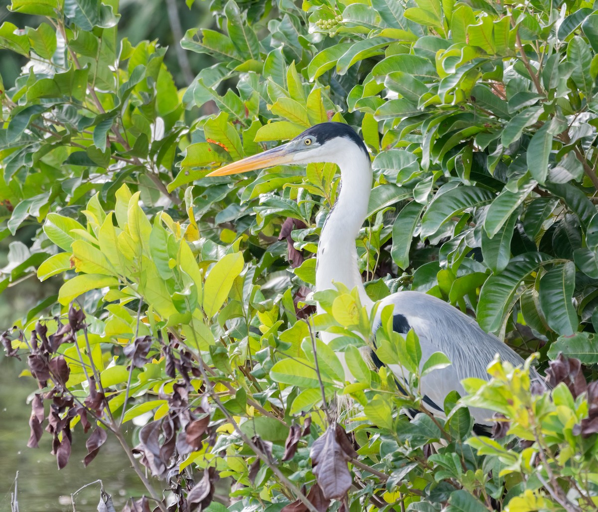 Cocoi Heron - Kenta Togo