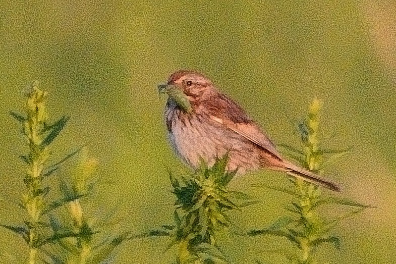 Savannah Sparrow - ML621734965