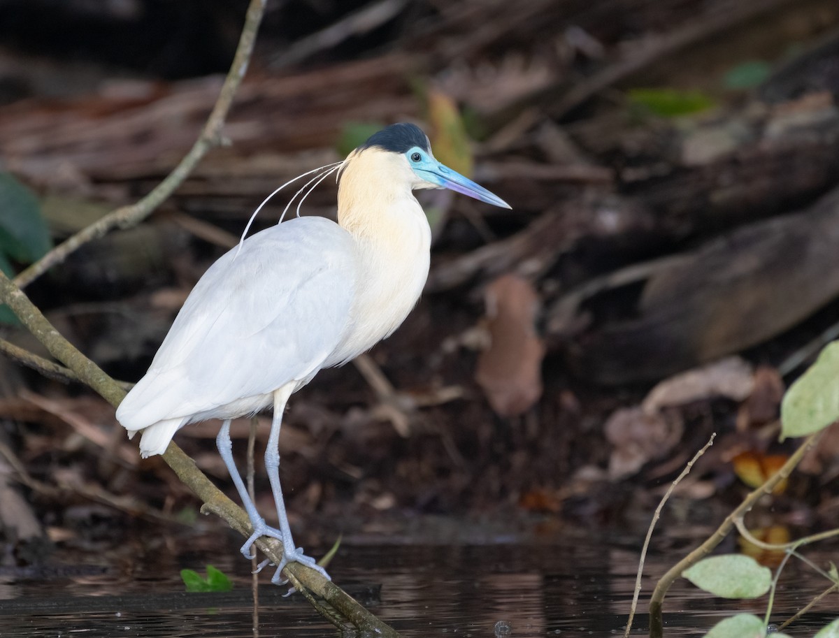 Capped Heron - ML621734968