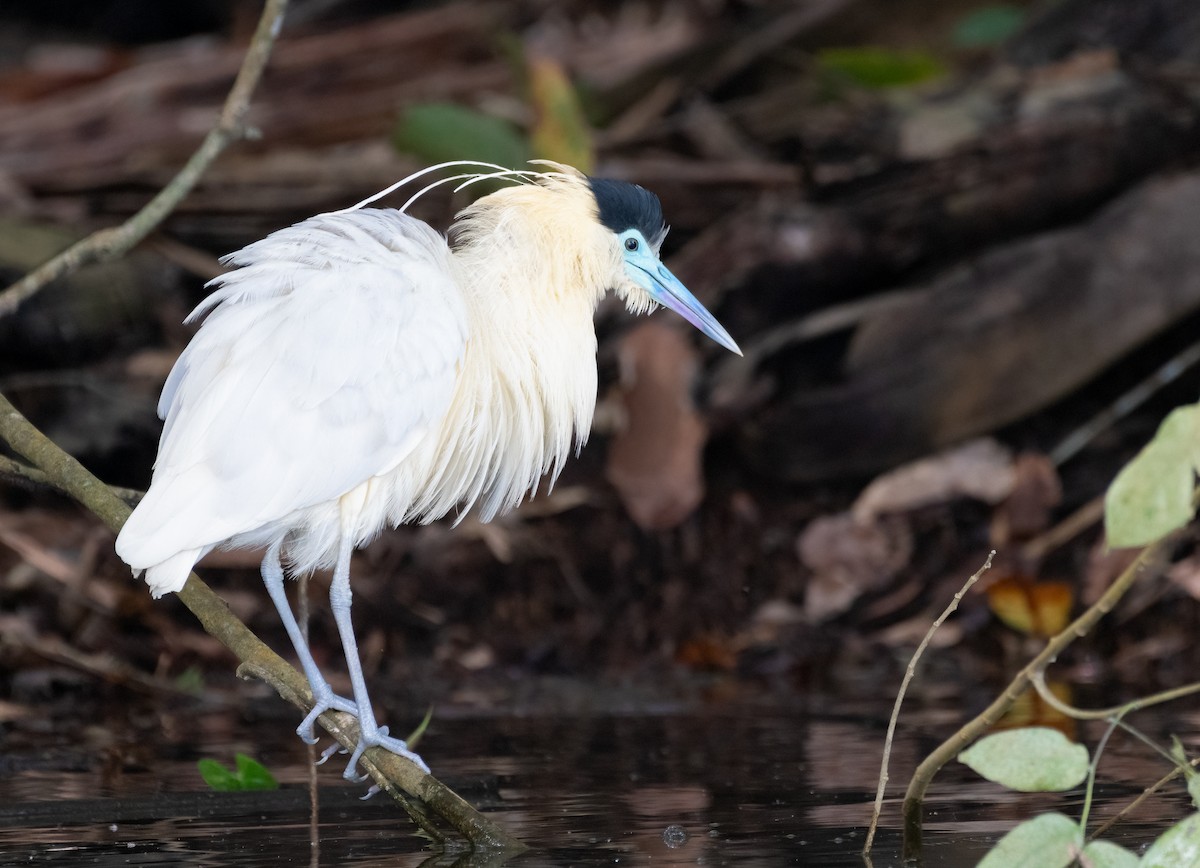 Capped Heron - ML621734969