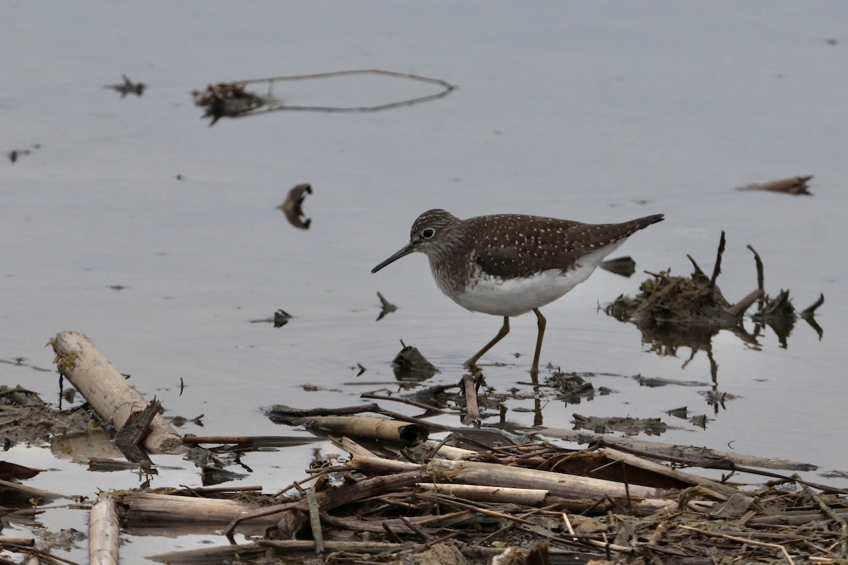 Solitary Sandpiper - Oliver Kew