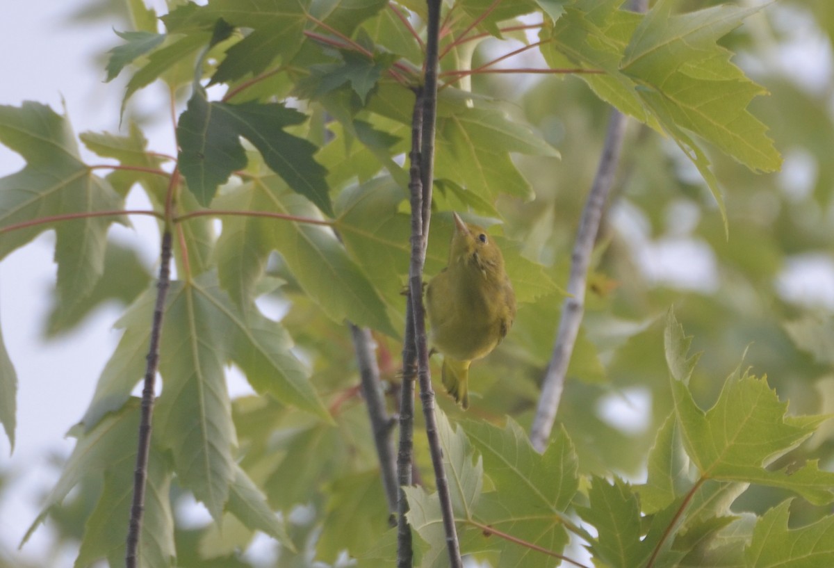 Yellow Warbler - ML621734971