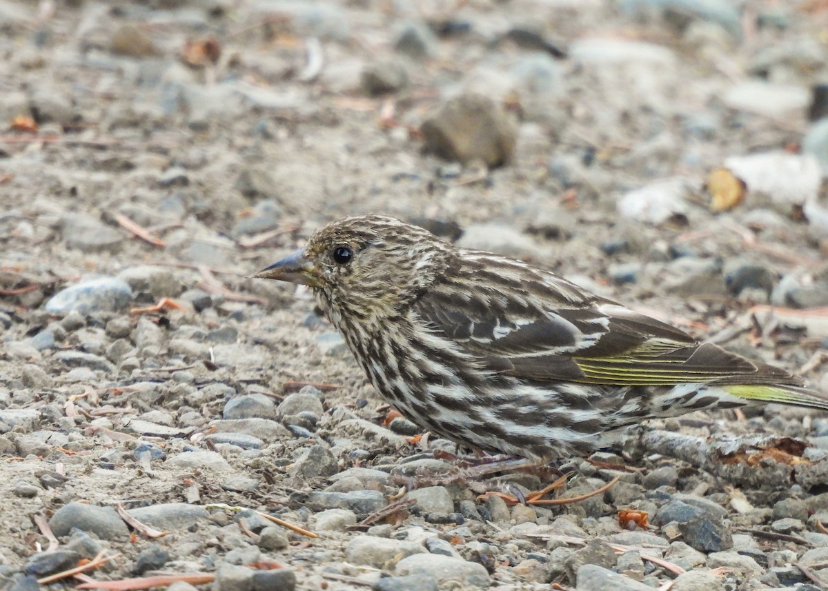 Pine Siskin - ML621735001