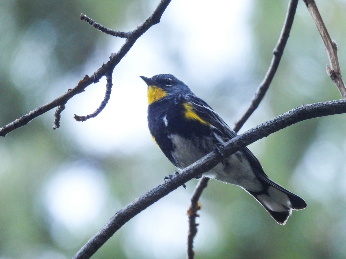 Yellow-rumped Warbler - ML621735008