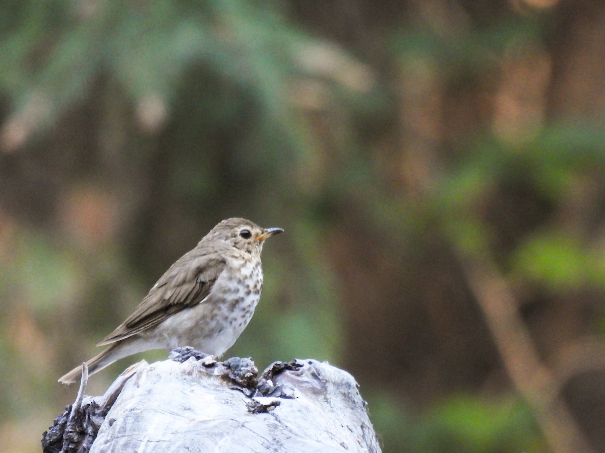 Swainson's Thrush - ML621735018