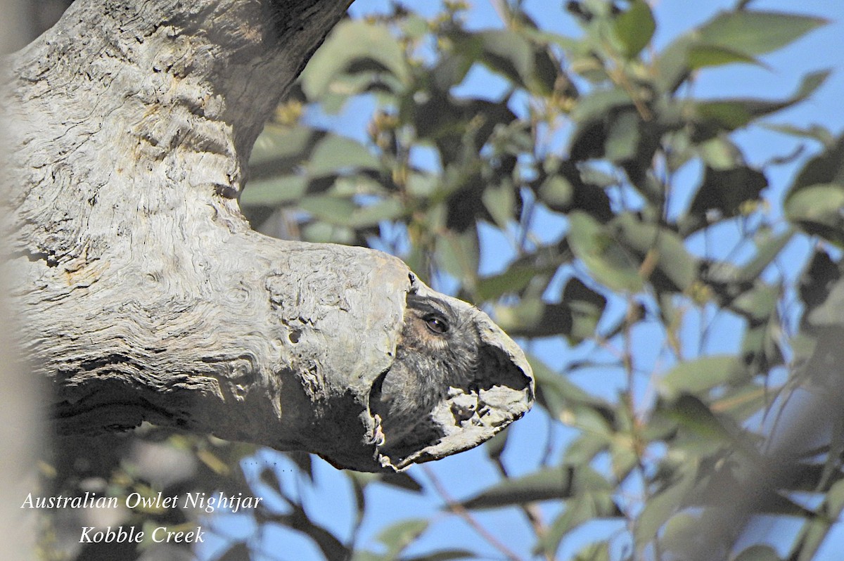 Australian Owlet-nightjar - ML621735037