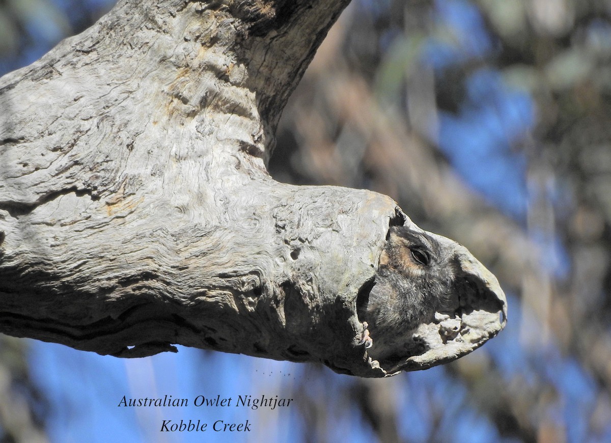Australian Owlet-nightjar - ML621735039