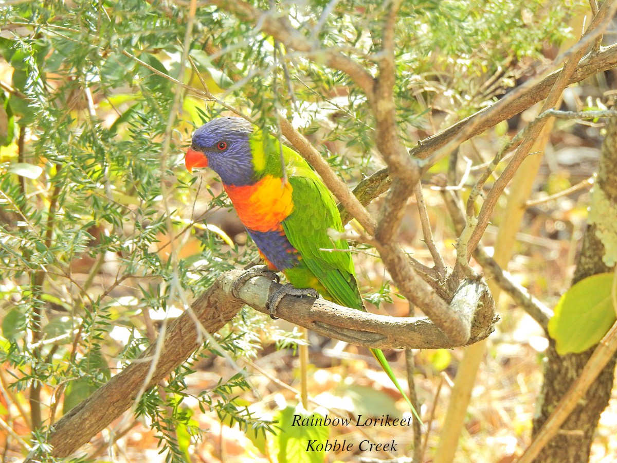 Rainbow Lorikeet - ML621735043