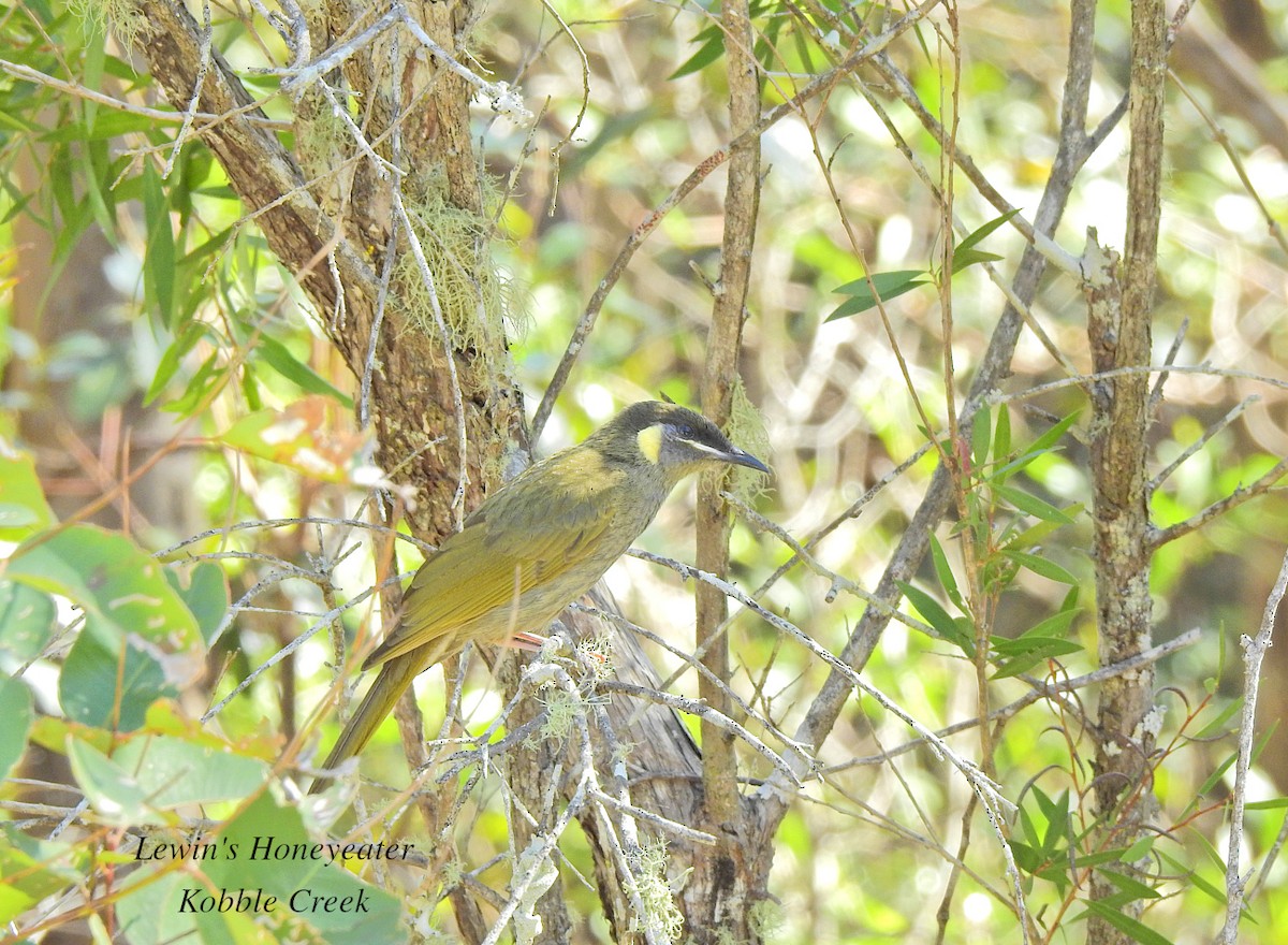 Lewin's Honeyeater - ML621735050