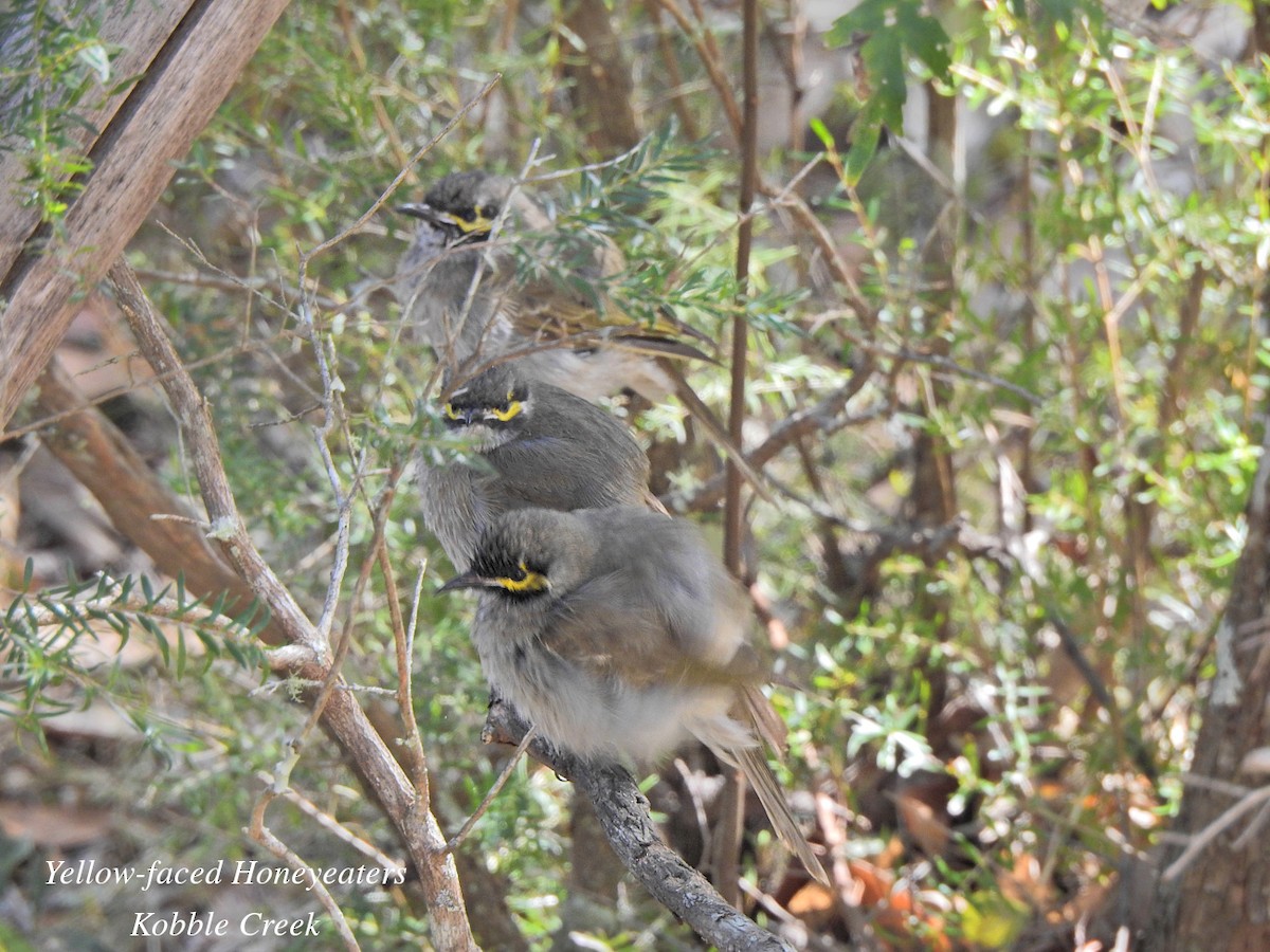 Yellow-faced Honeyeater - ML621735052