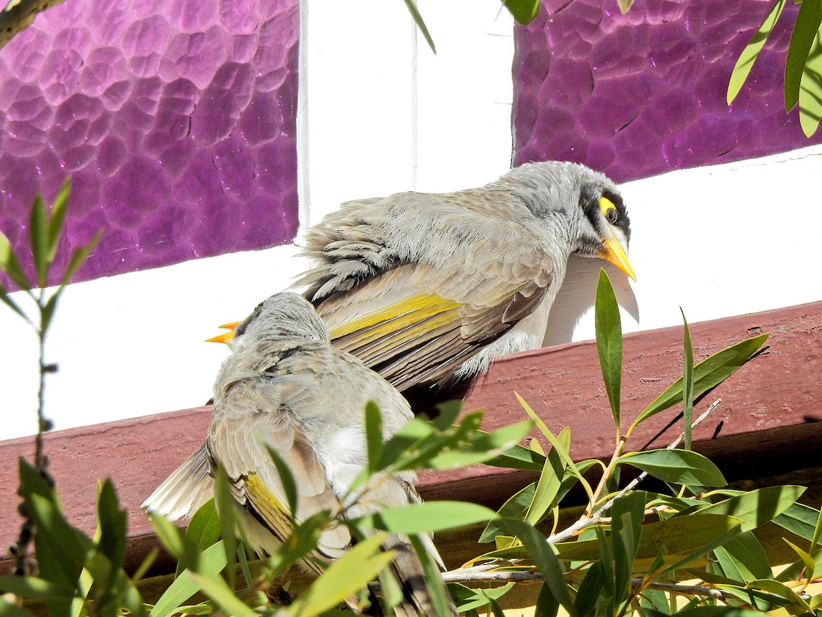 Noisy Miner - ML621735054