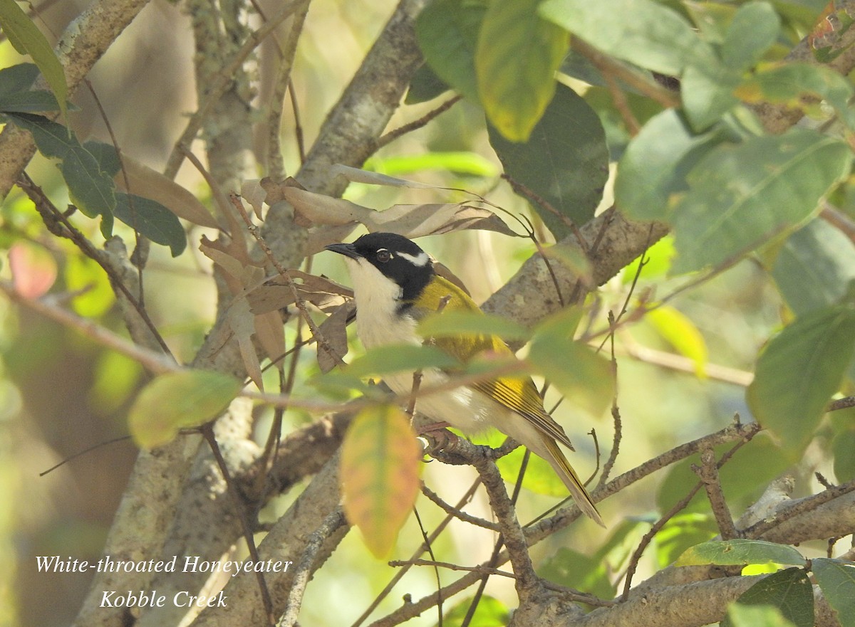 White-throated Honeyeater - ML621735062