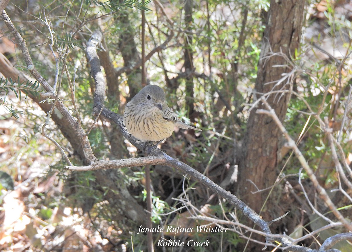 Rufous Whistler - ML621735073